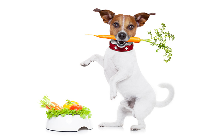 Hund-Obst-Gemüse.jpg