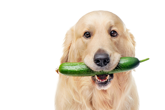 Hund-Vegan.jpg