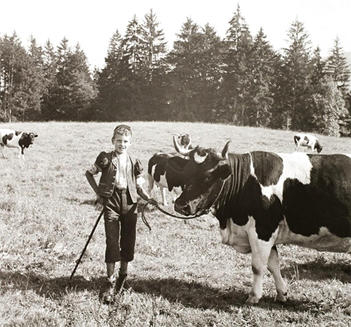 child-with-cows.jpg