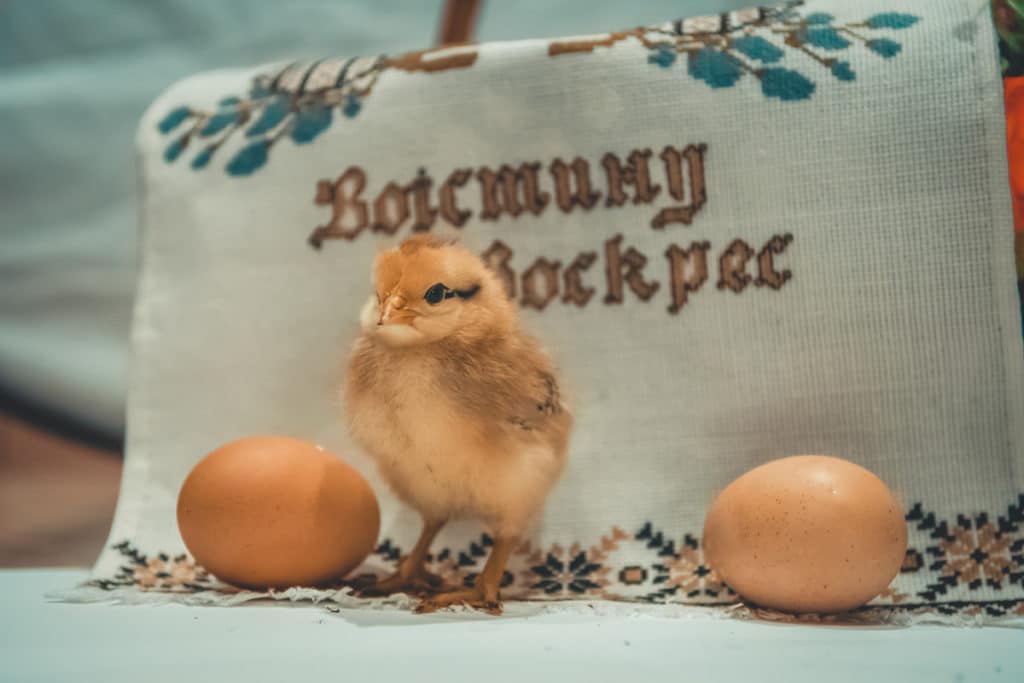 A chick and Golden Eggs