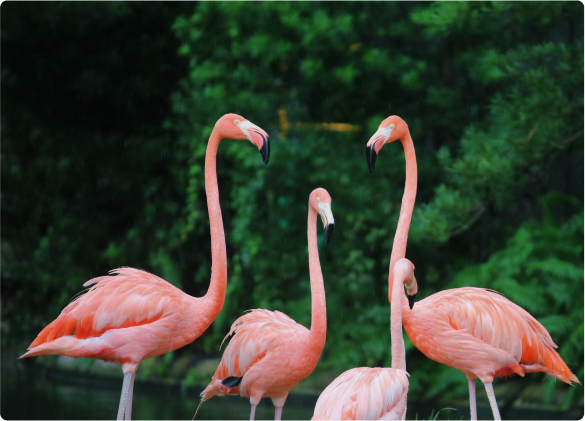 Orlando_flamingos.png