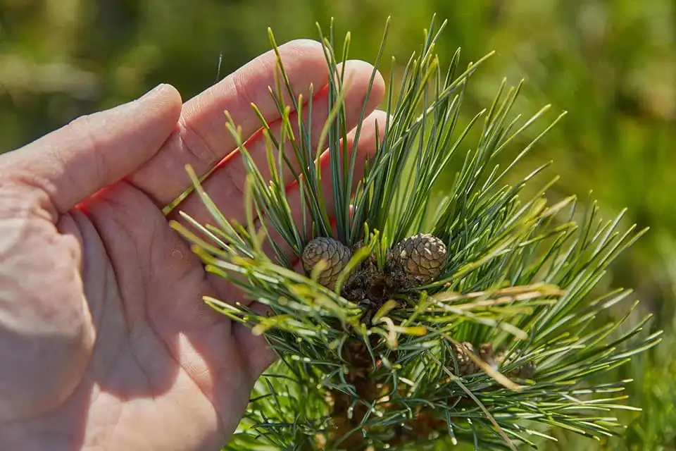 10 Facts about Siberian Pine 15.webp
