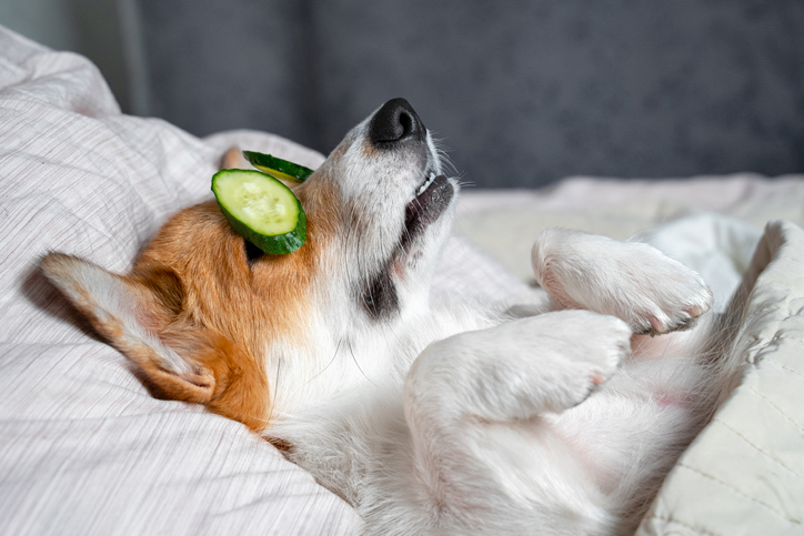 Corgi laying on bed with cucumber on eyes - DIY a spa day - Winter Date Ideas.jpg