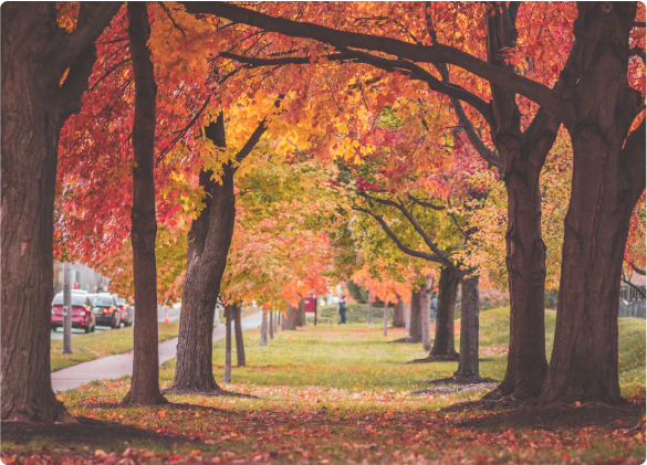 Indianapolis_Street in fall.png