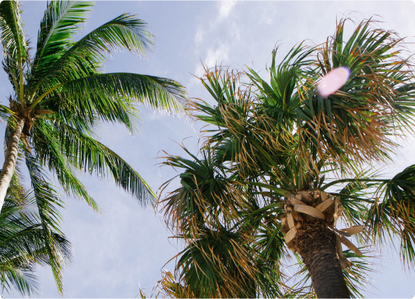 FortLaud_Palm trees.png