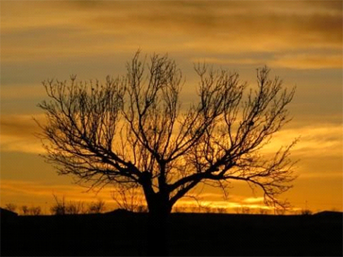 tree-sunset.jpg