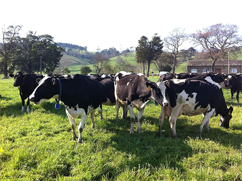 cows-1.jpg