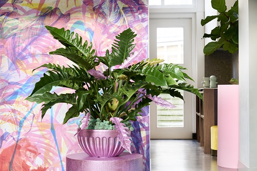 Le philodendron redevient tendance