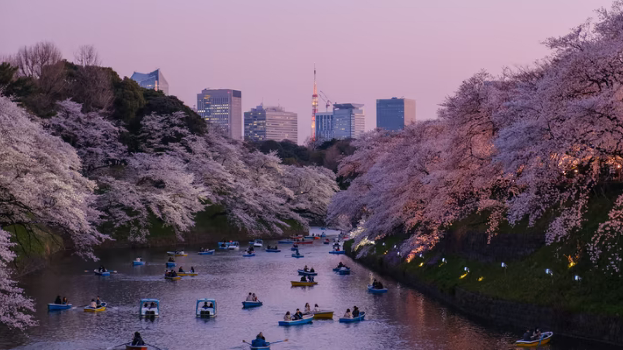 Sakura zamanı Inokashira Parkı...