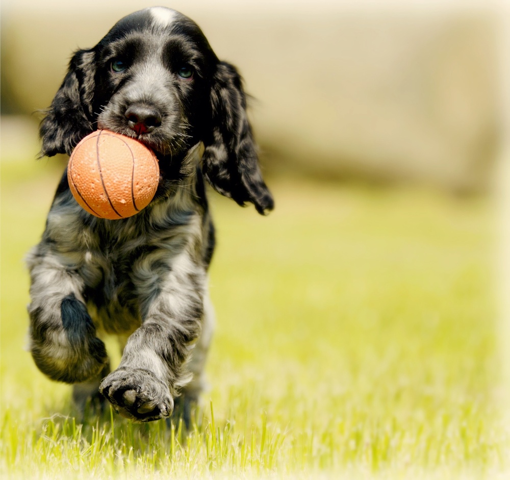 dogwithball