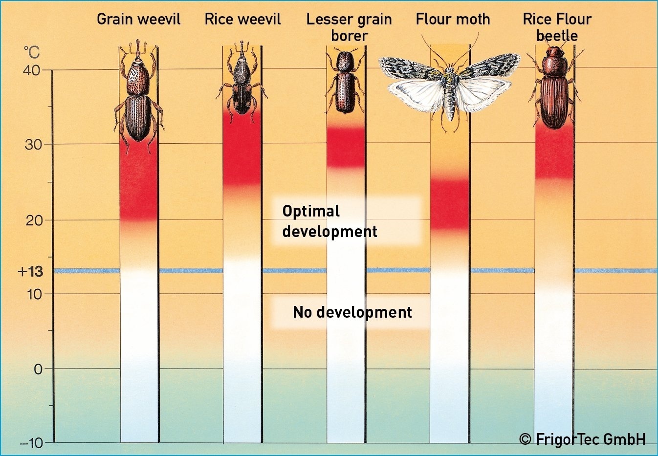 diagram_insects