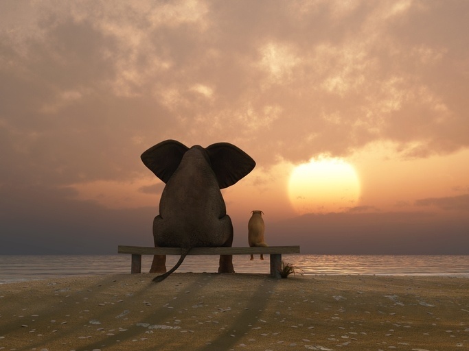 Elephant never forgets | New Year's Relationship Advice 2022.jpg