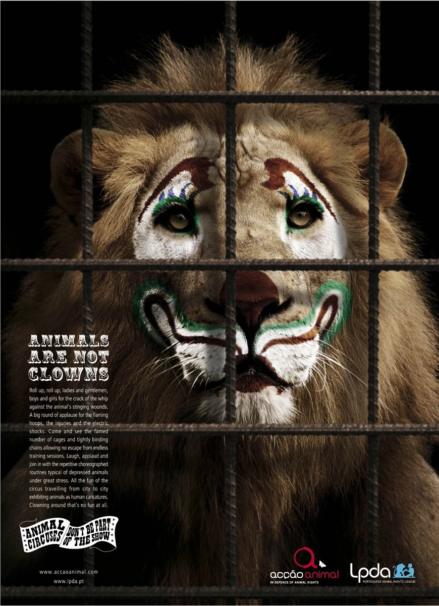 Animal rights - lion