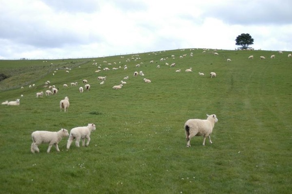 Photo of a grassy hill with a flock of sheep and lambs grazing