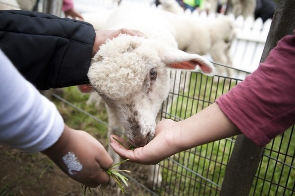 Close up photo of a lamb being petted and hand fed a bunch of grass