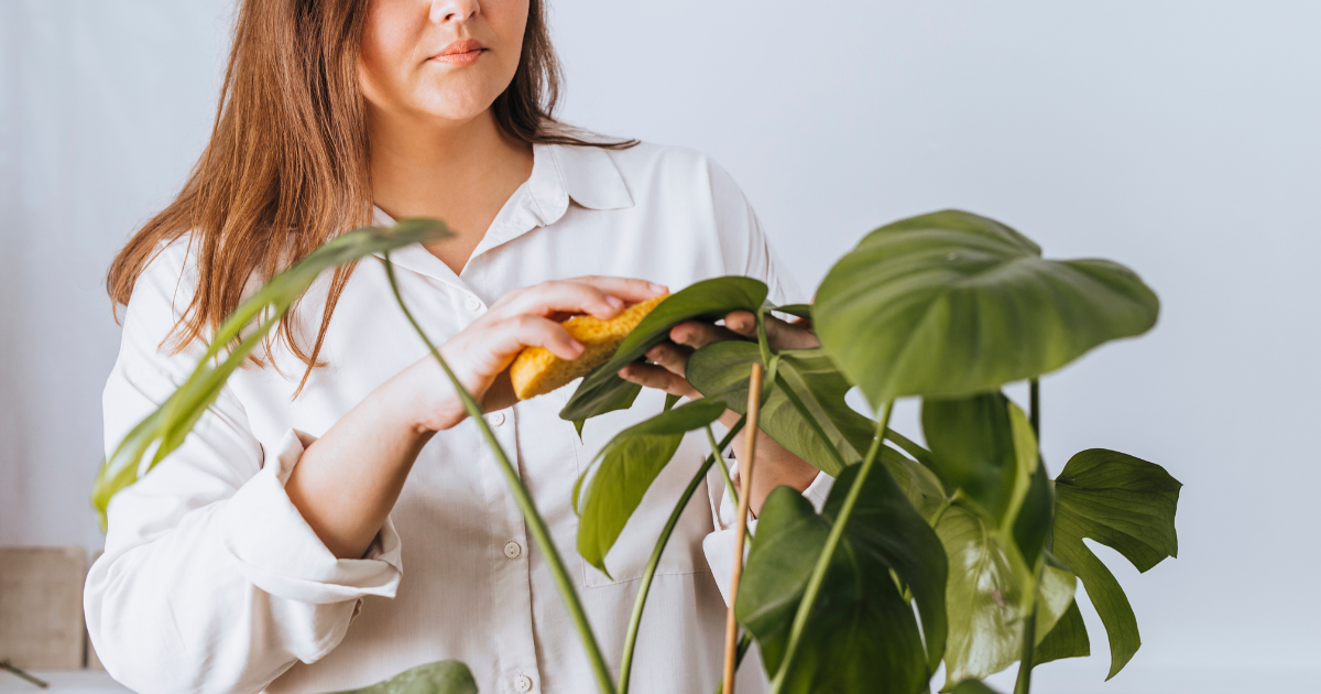 cleaning plant leaves (1).png