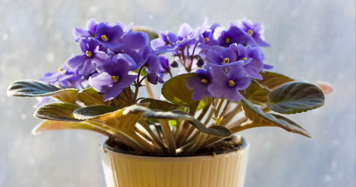 african violet toxicity.png
