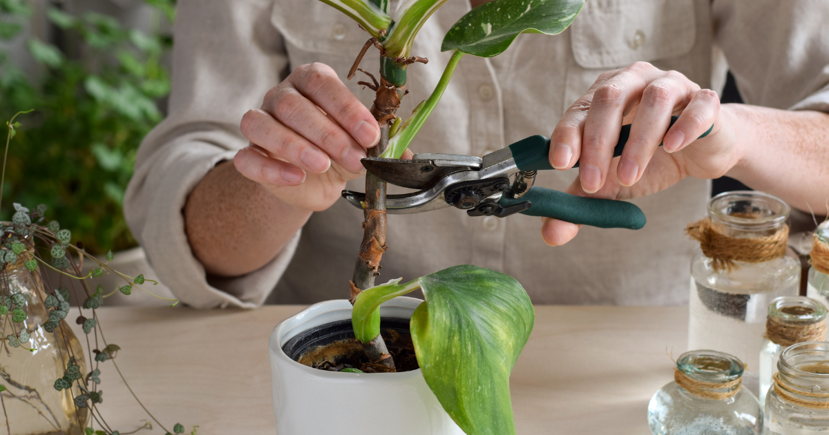 how to prune philodendron.png