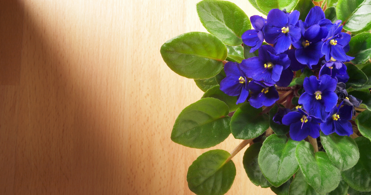 African Violet Light Requirements.png