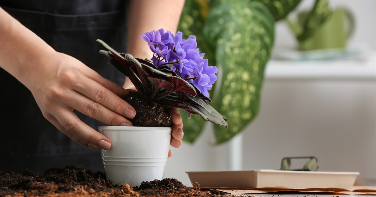 repotting african violets (1).png