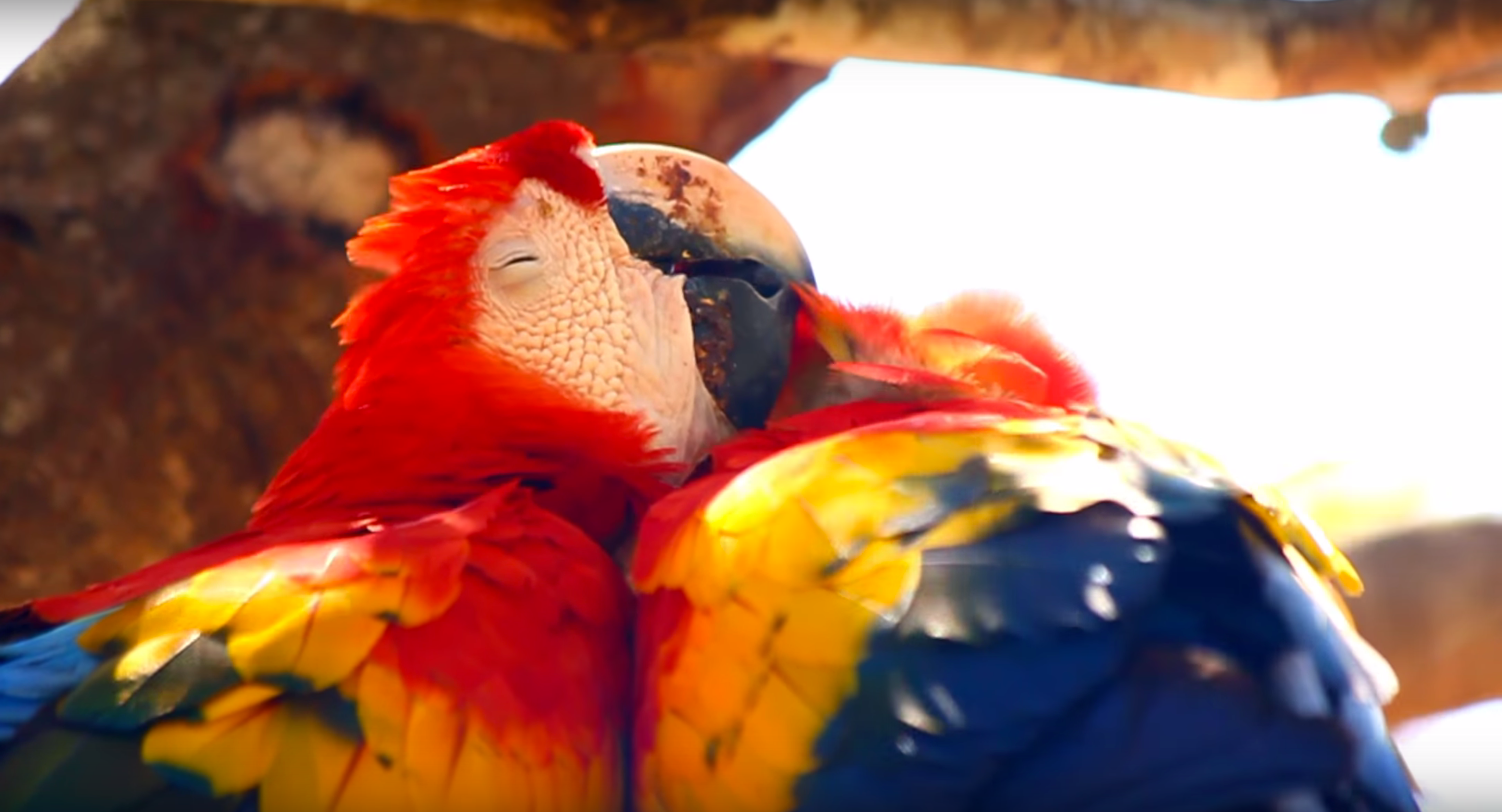 Scarlet Macaw in Belize