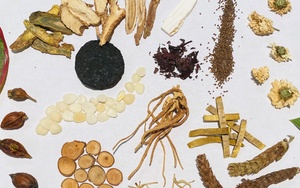 Herbs used during the Herbal Medicine Certification Set