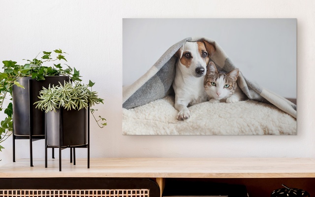 A canvas print depicting a dog and cat snuggled together under a blanket