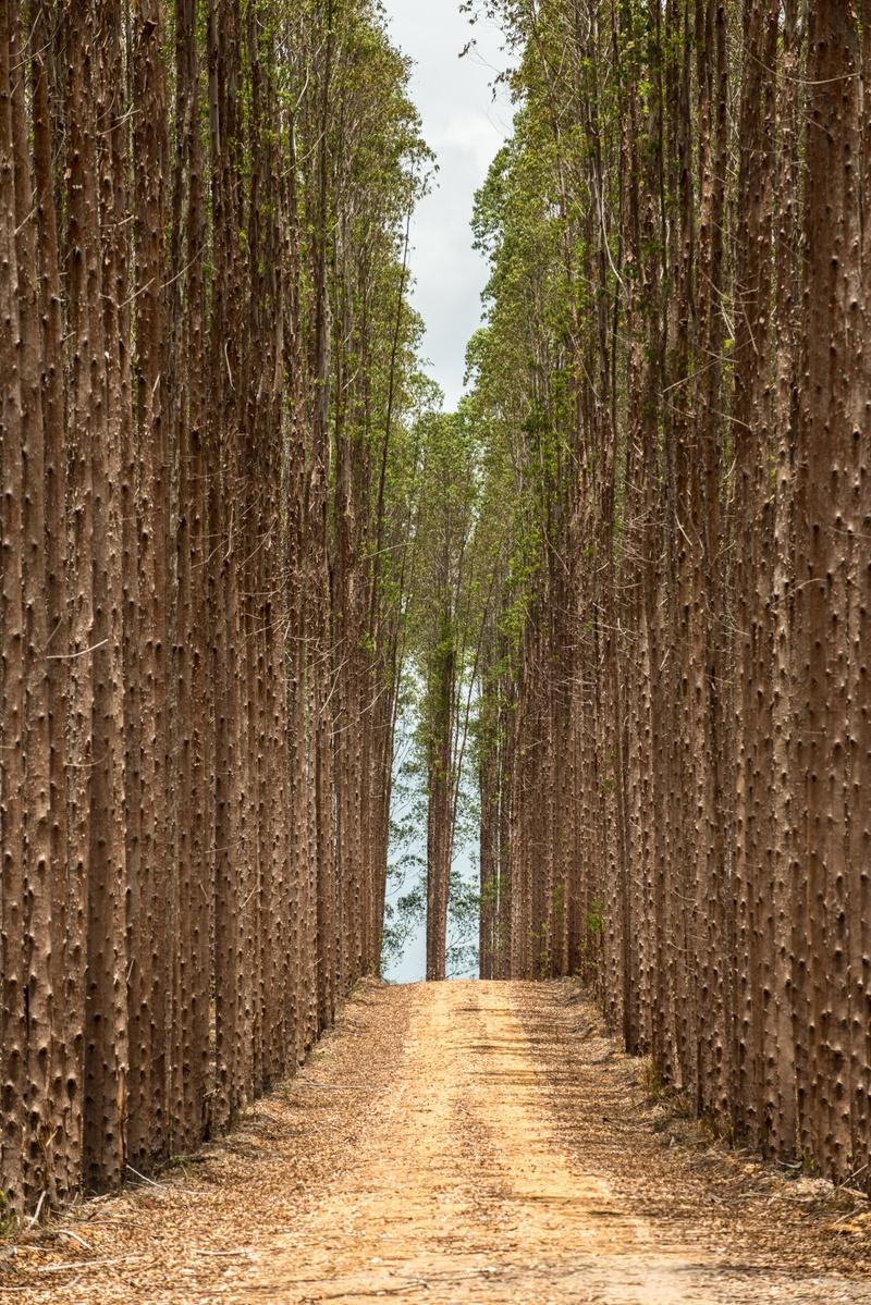 Eucalyptus trees seen in series
