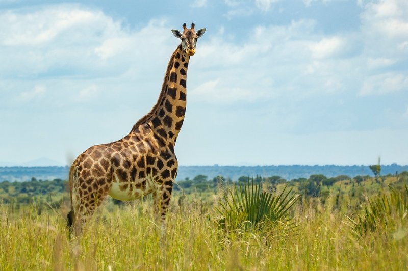 Giraffe at Murchison Falls National Park