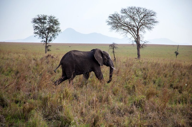Elephant in Kidepo Valley National Park