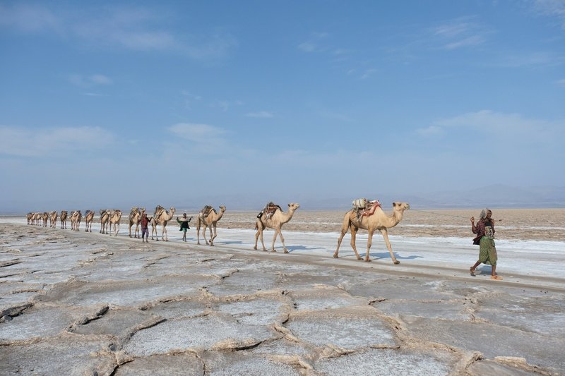Camel-caravan at Danakil Depression