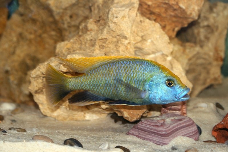 nimbochromis-venustus-1598391_1920.jpg