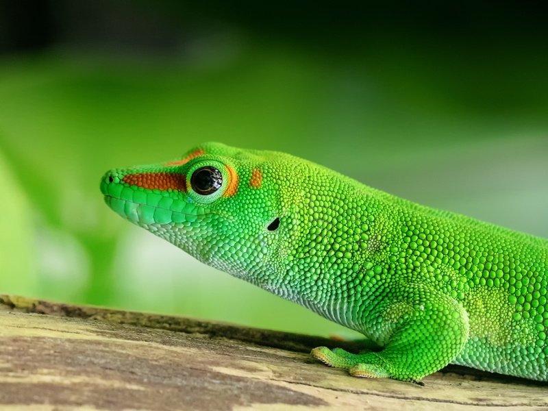 Madagascar lizard