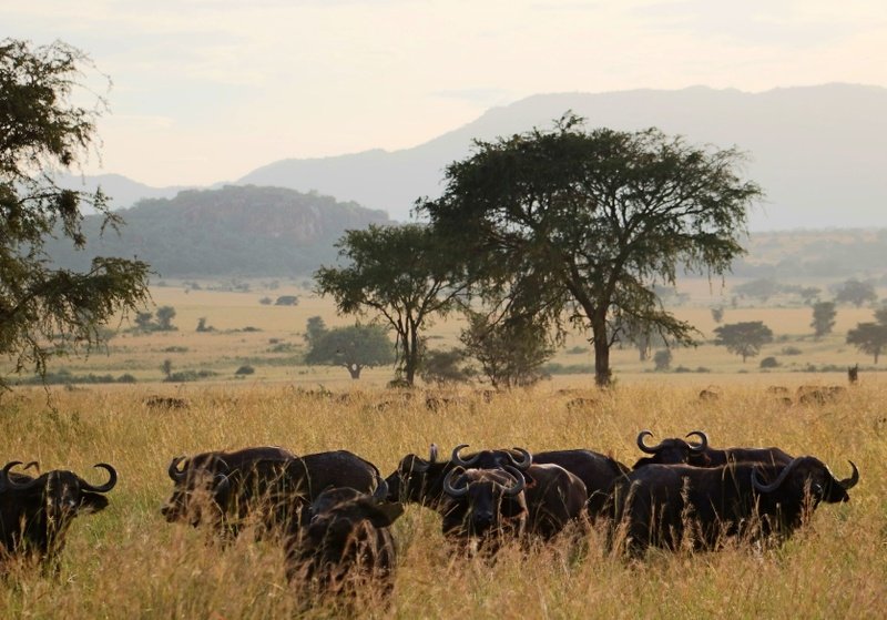 Buffalos in Uganda