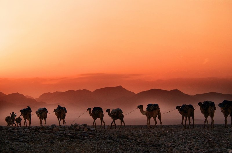 Camel-caravan at sunset at Danakil Depression