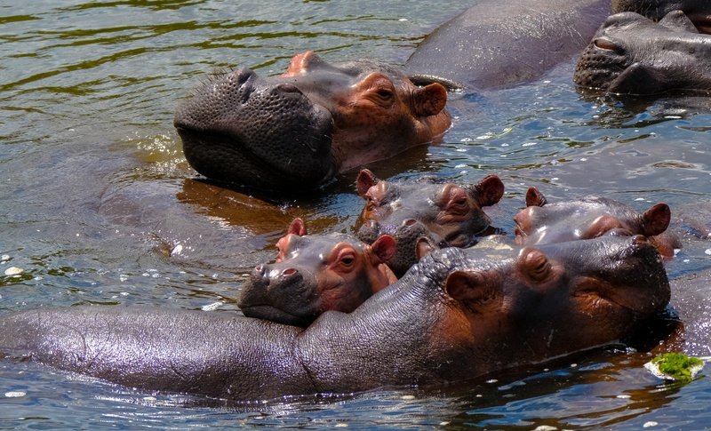 Hippos at Murchison