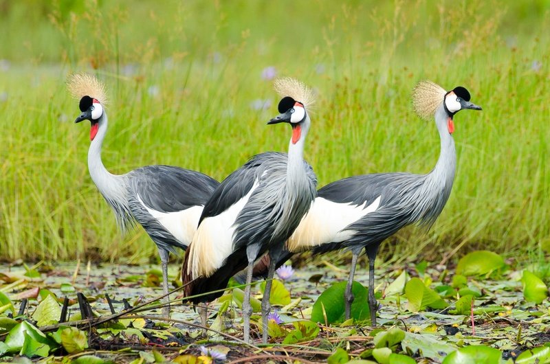Grey crowned crane in Uganda