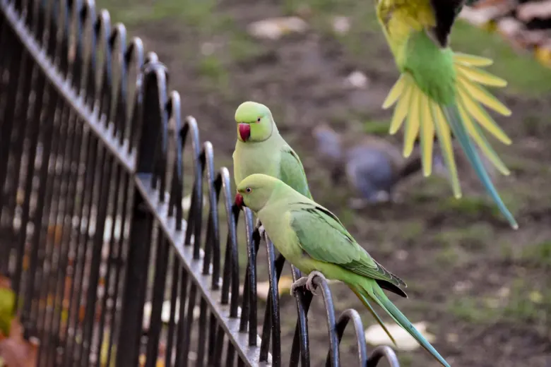Parrots in the Birdcage Walk Park in London